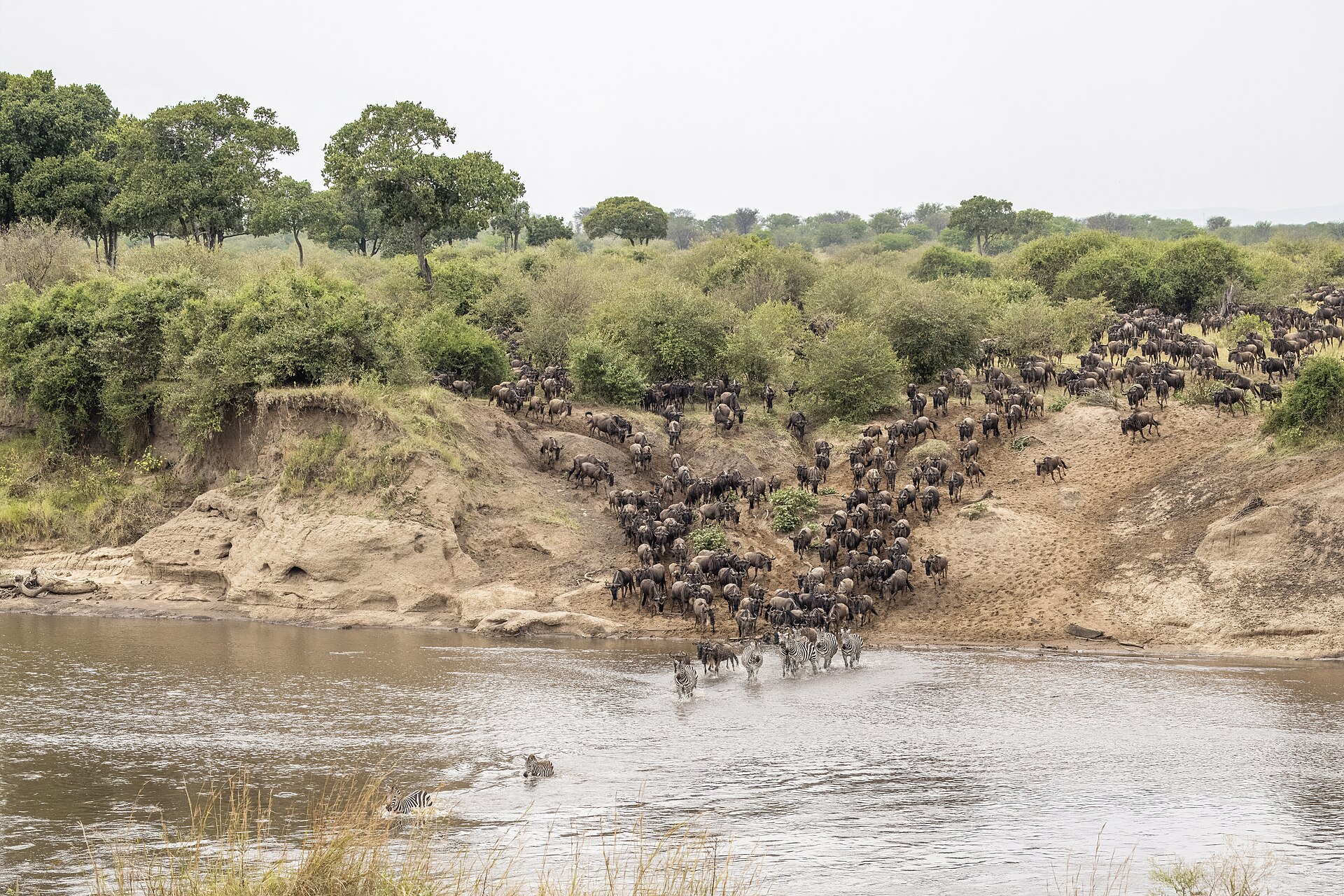Eine große Gnuherde drängt eine sandige Uferböschung hinab, vorn waten Zebras durch den Mara