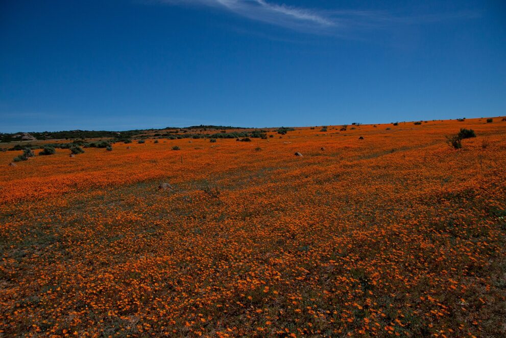 Ein orangefarbener Blütenteppich zieht sich über eine sanfte Anhöhe, darüber tiefblauer Himmel