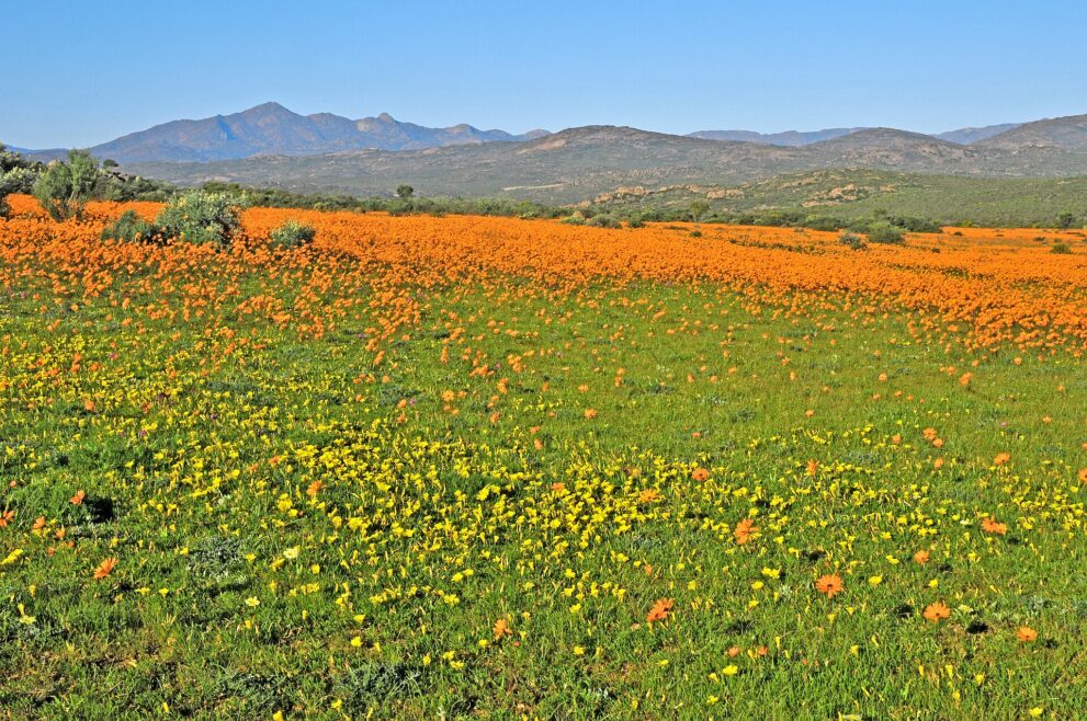 Eine grüne Wiese mit kleinen gelben Blüten, dahinter ein breiter orangefarbener Streifen, im Hintergrund die Kamiesberge