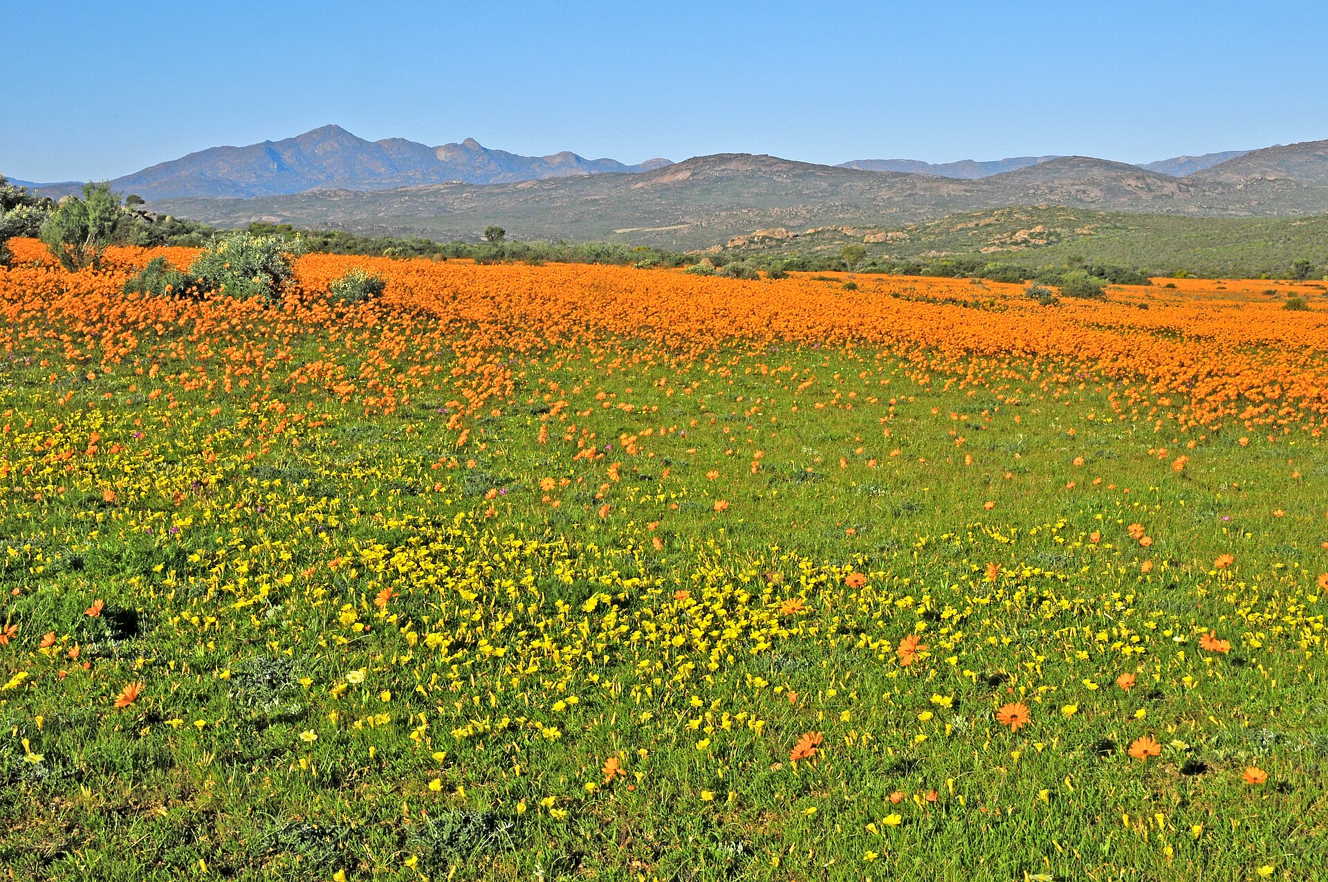 Eine grüne Wiese mit kleinen gelben Blüten, dahinter ein breiter orangefarbener Streifen, im Hintergrund die Kamiesberge
