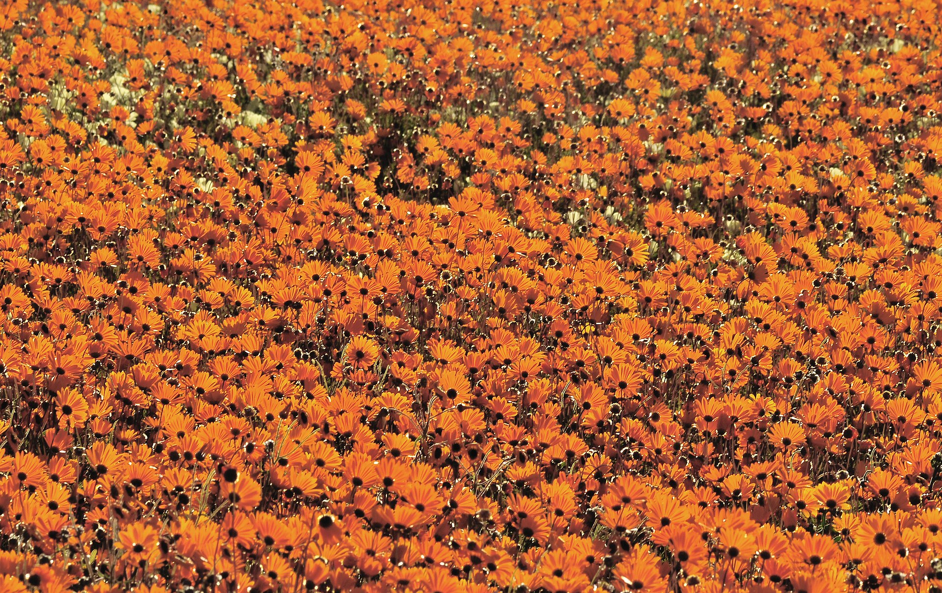 Nahaufnahme hunderter orangefarbener Korbblüten mit dunkler Mitte, dicht an dicht