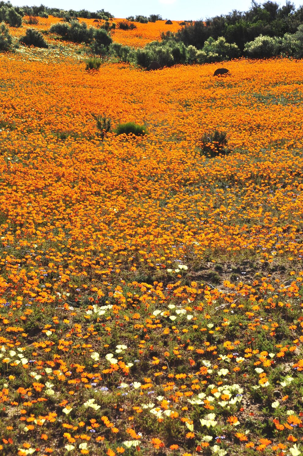 Ein Hang voller orangefarbener Korbblüten, vorne dazwischen hellgelbe und weiße Blüten, oben Büsche und Felsbrocken