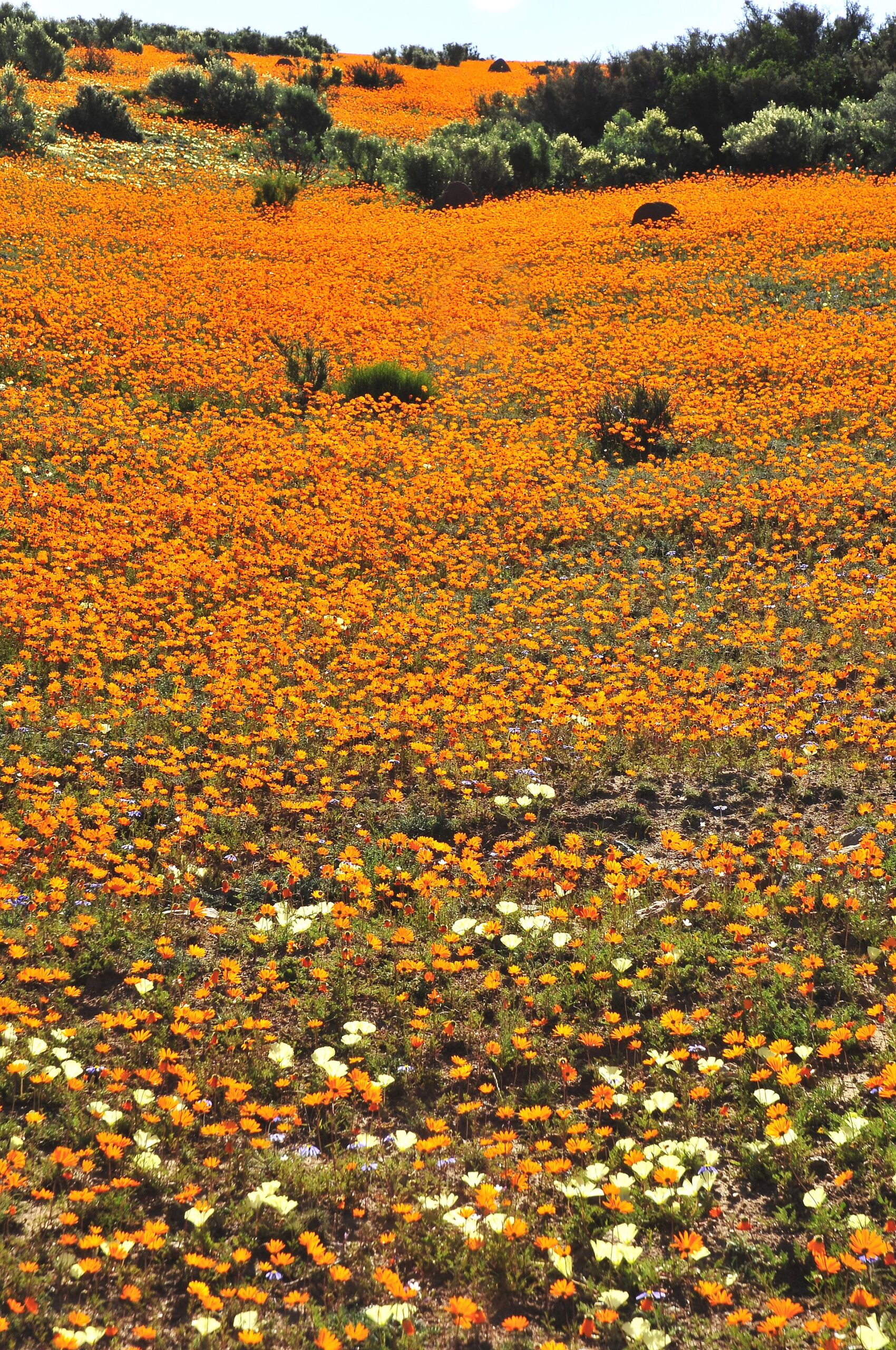 Ein Hang voller orangefarbener Korbblüten, vorne dazwischen hellgelbe und weiße Blüten, oben Büsche und Felsbrocken