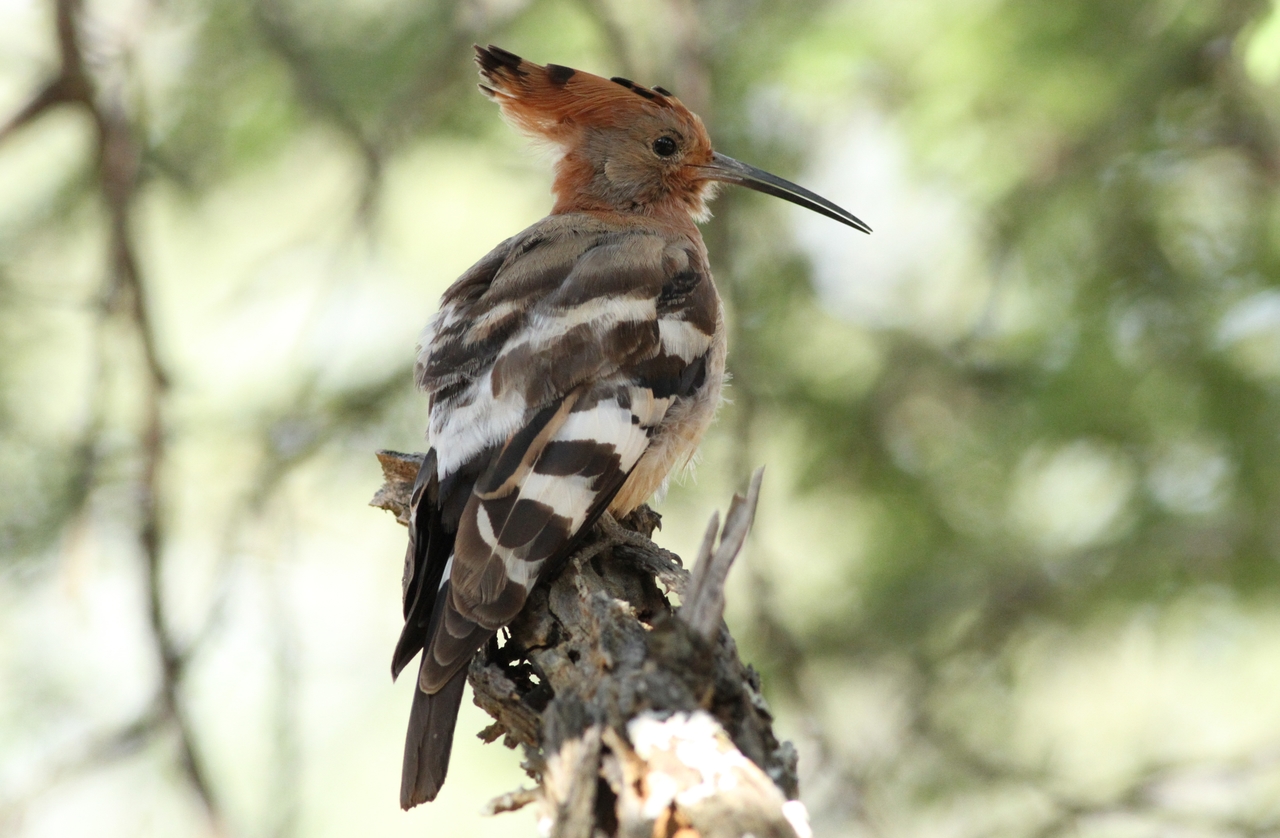 Afrikanischer Wiedehopf, fotografiert im Marakele-Nationalpark