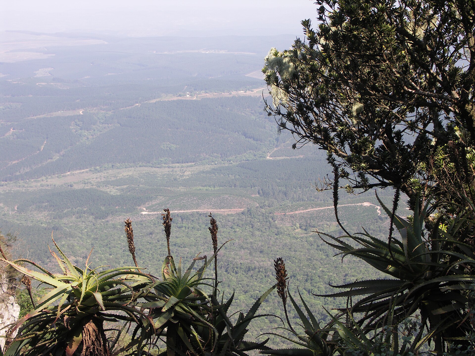 Blick von der Kante über ein weites, grünes Tal mit Wäldern und Feldwegen, vorne Aloen mit Blütenständen, rechts ein Baum mit Flechten