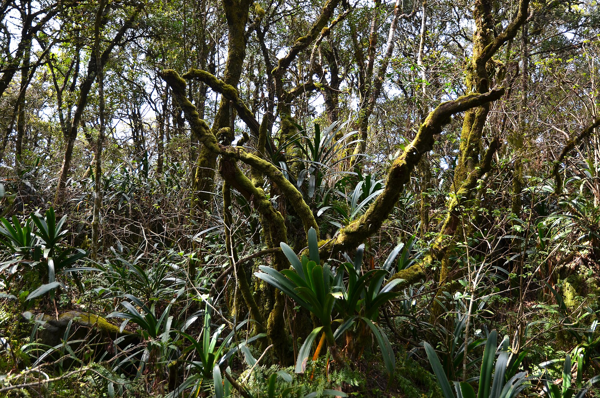 Verdrehte, moosbewachsene Äste und Stämme in einem lichten Bergwald, am Boden Farne und schmalblättrige Pflanzen