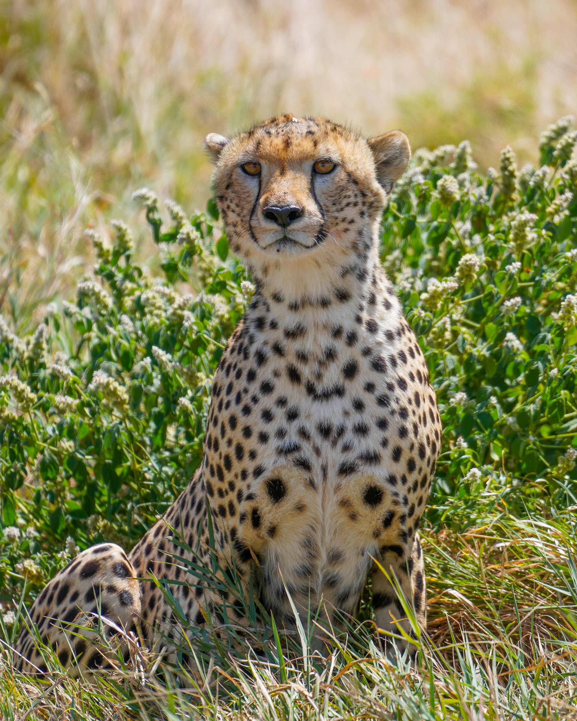 Gepard sitzt im Gras im Serengeti-Nationalpark