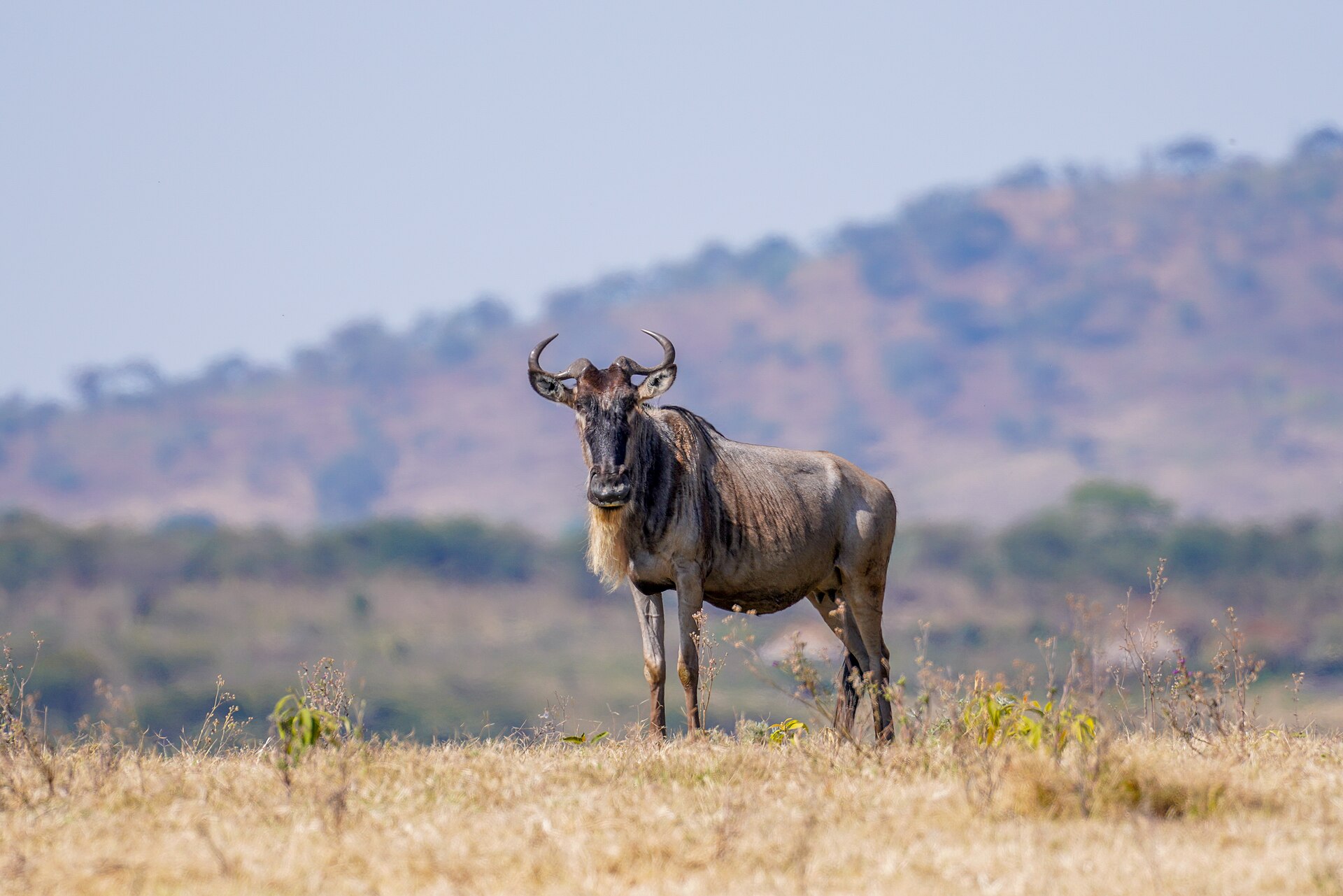 Gnu im Serengeti-Nationalpark, Juli