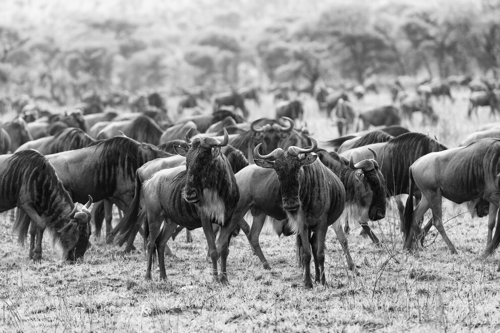 Schwarzweißbild: Gnus mit weißem Bart stehen dicht gedrängt, dahinter weitere Tiere im Dunst