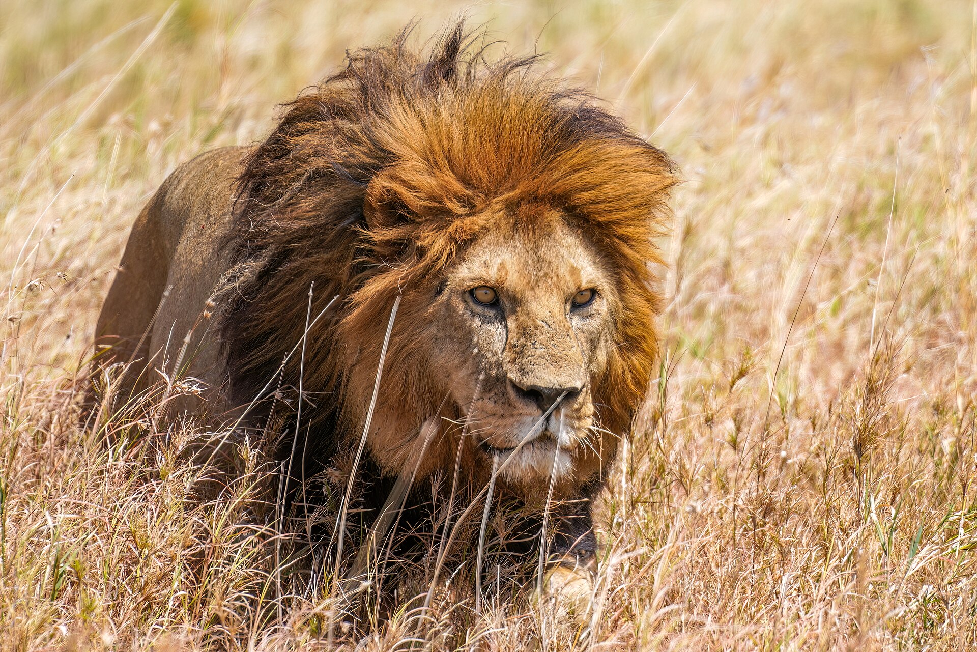 Löwe schleicht durchs Gras, zentrale Serengeti