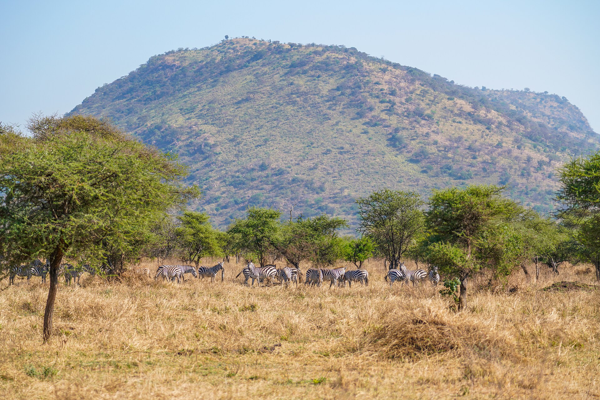 Zebraherde vor einem Hügel im Serengeti-Nationalpark