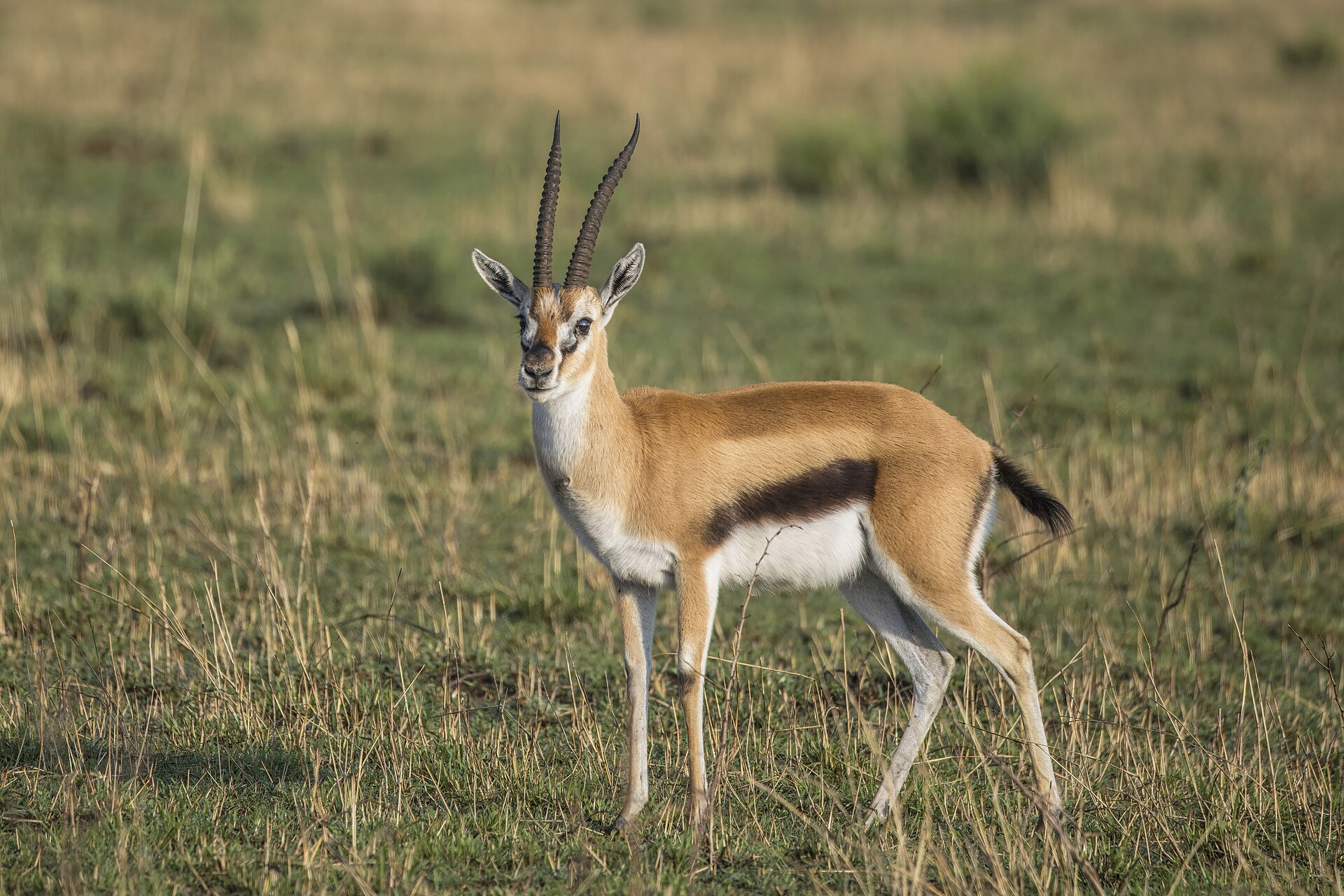 Junger Thomson-Gazellenbock in der nördlichen Serengeti