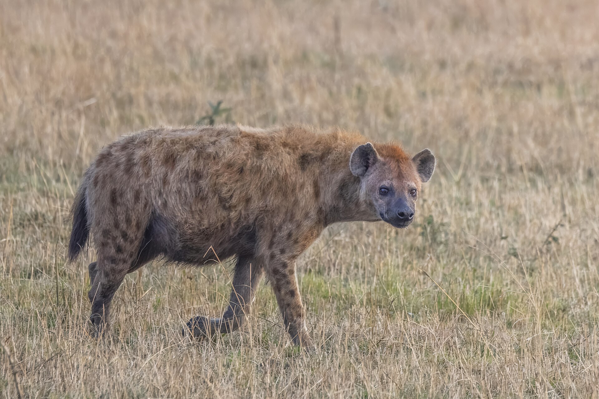 Tüpfelhyäne im Gras der nördlichen Serengeti