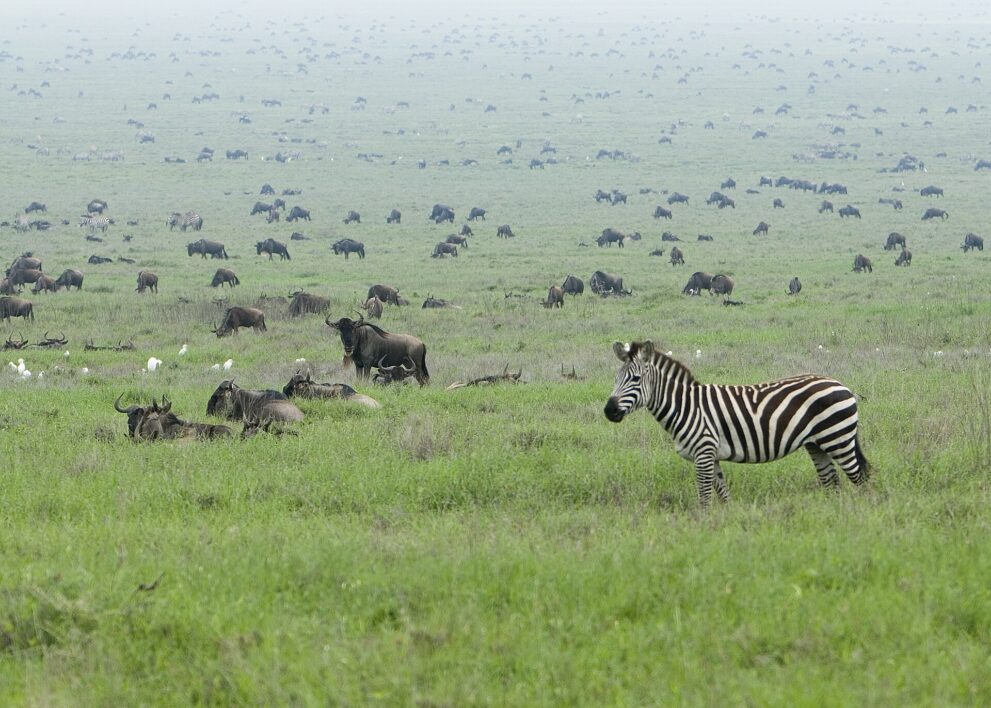Ein Zebra steht im grünen Gras, dahinter liegen und grasen Gnus bis zum dunstigen Horizont
