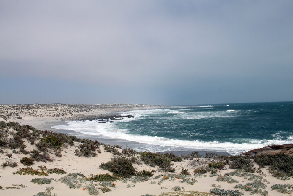Eine weite Bucht mit Brandung und hellem Sandstrand, davor bewachsene Dünen, darüber grauer Himmel