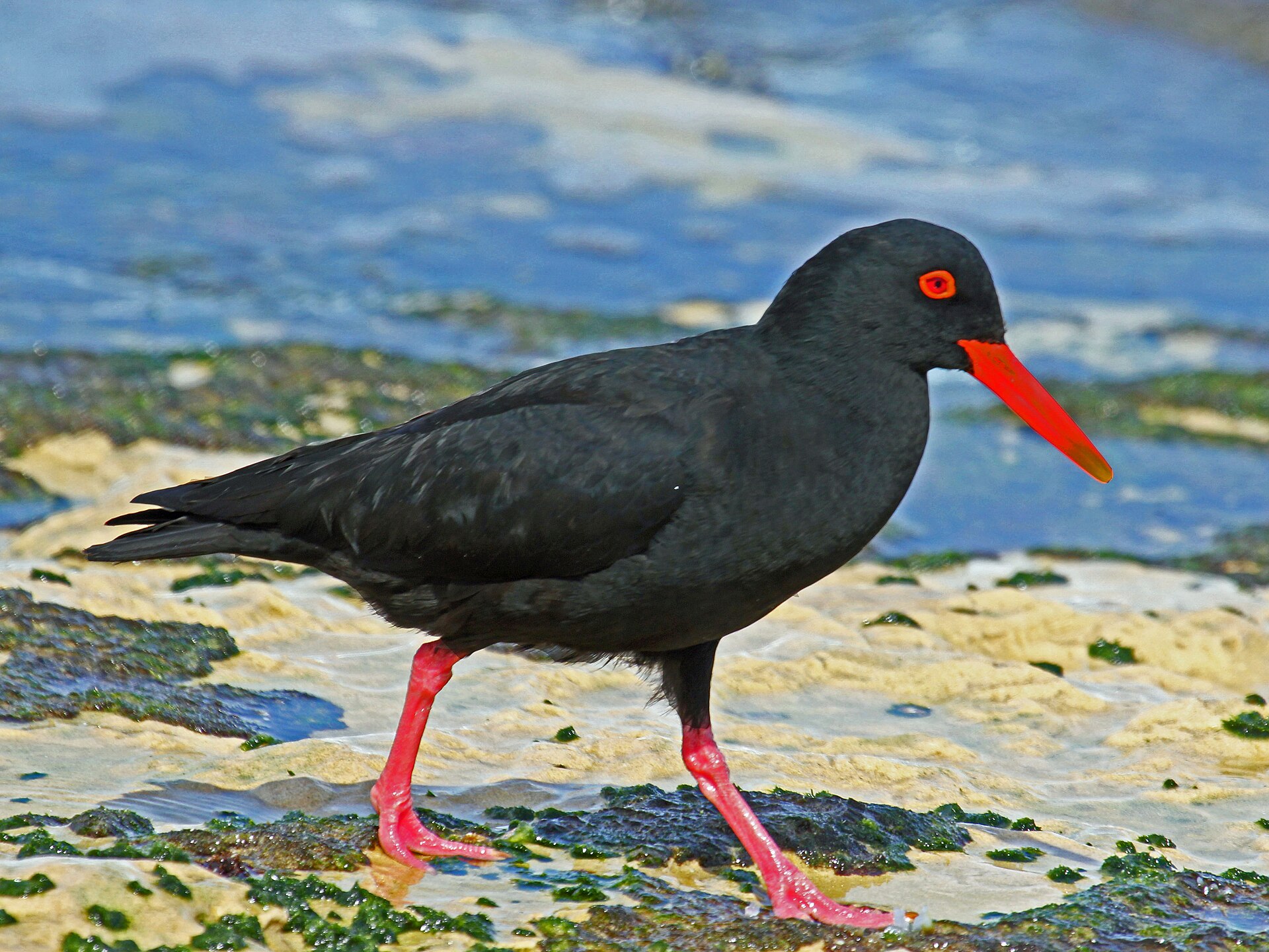 Schwarzer Austernfischer im Naturreservat De Hoop