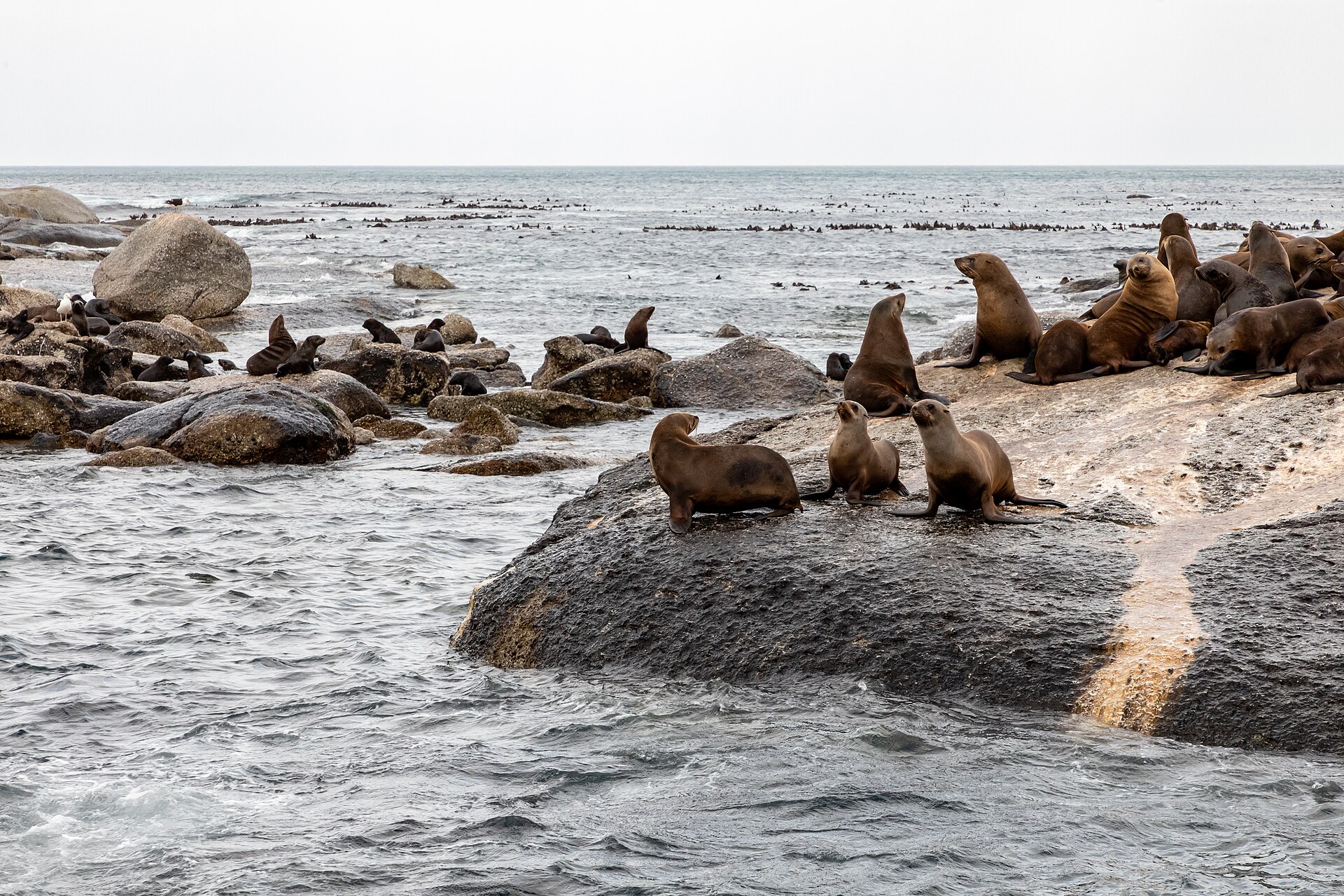 Pelzrobben auf Duiker Island bei Hout Bay