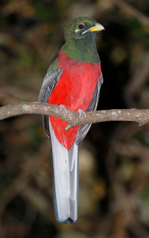 Narina-Trogon, Männchen, im Lekgalameetse-Reservat in Limpopo