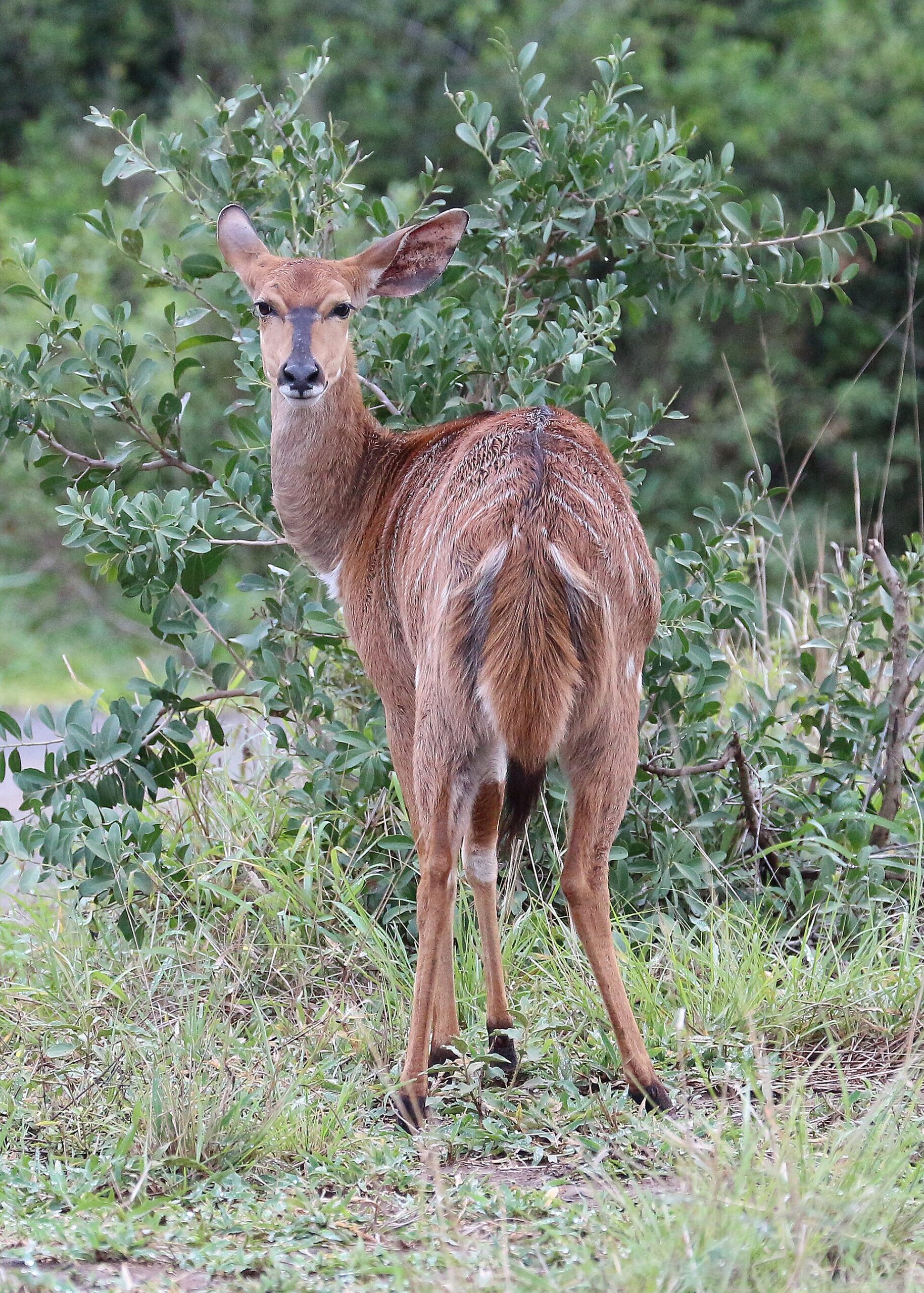 Nyala-Weibchen im Hluhluwe-iMfolozi-Park, rund 6 km vom Camp