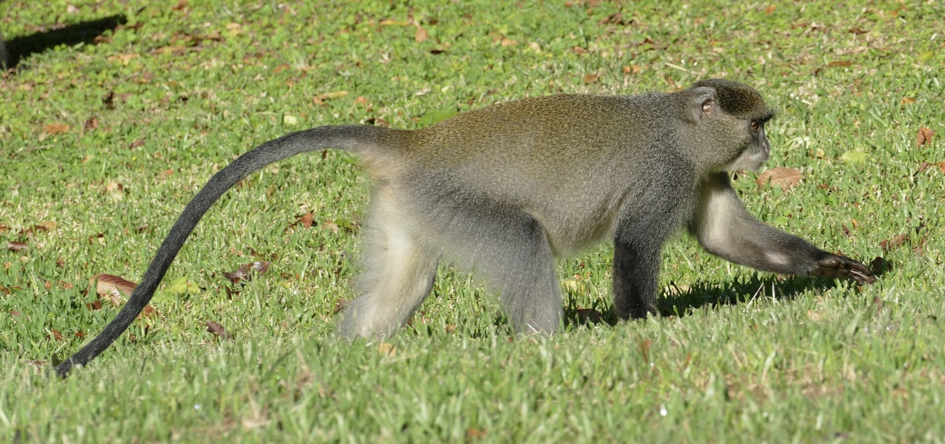 Samango-Affe im Hilltop Camp