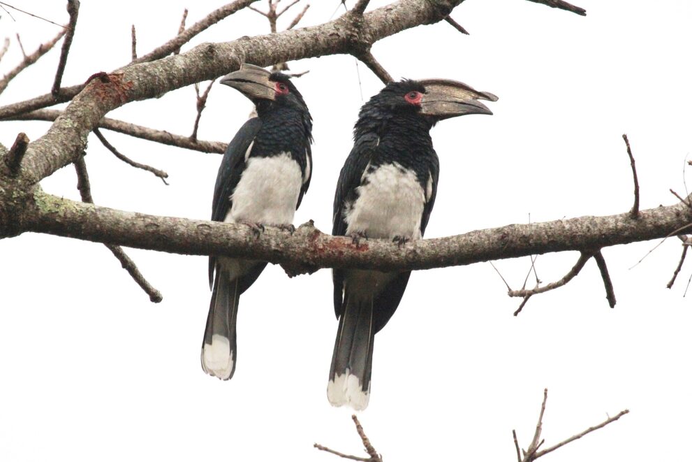 Zwei schwarz-weiße Trompeterhornvögel mit großem Schnabelaufsatz sitzen nebeneinander auf einem Ast