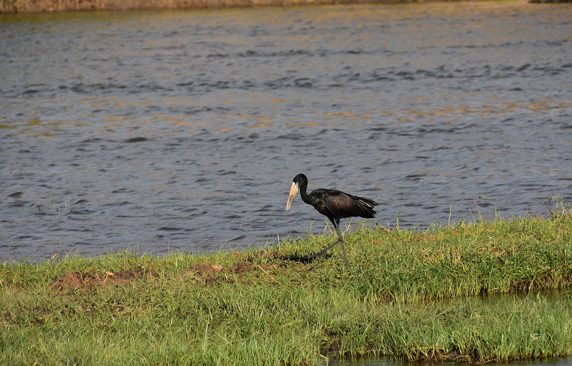 Glanzklaffschnabel am Ufer, Ruaha-Nationalpark, Juni 2016