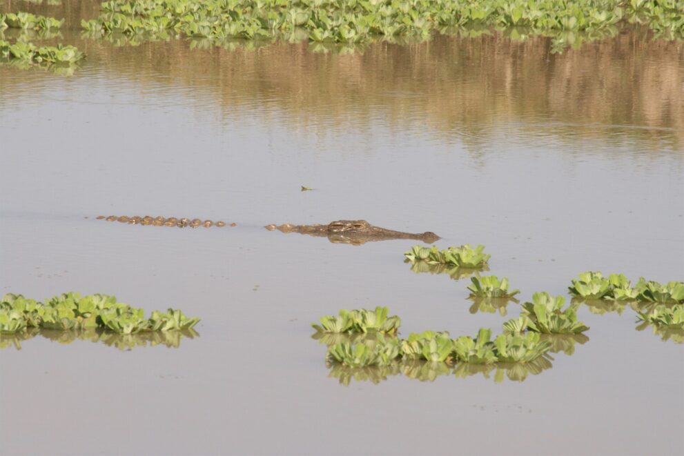 Ein Nilkrokodil schwimmt flach im stillen Wasser, nur Kopf und Rückenzacken schauen heraus, ringsum Wassersalat