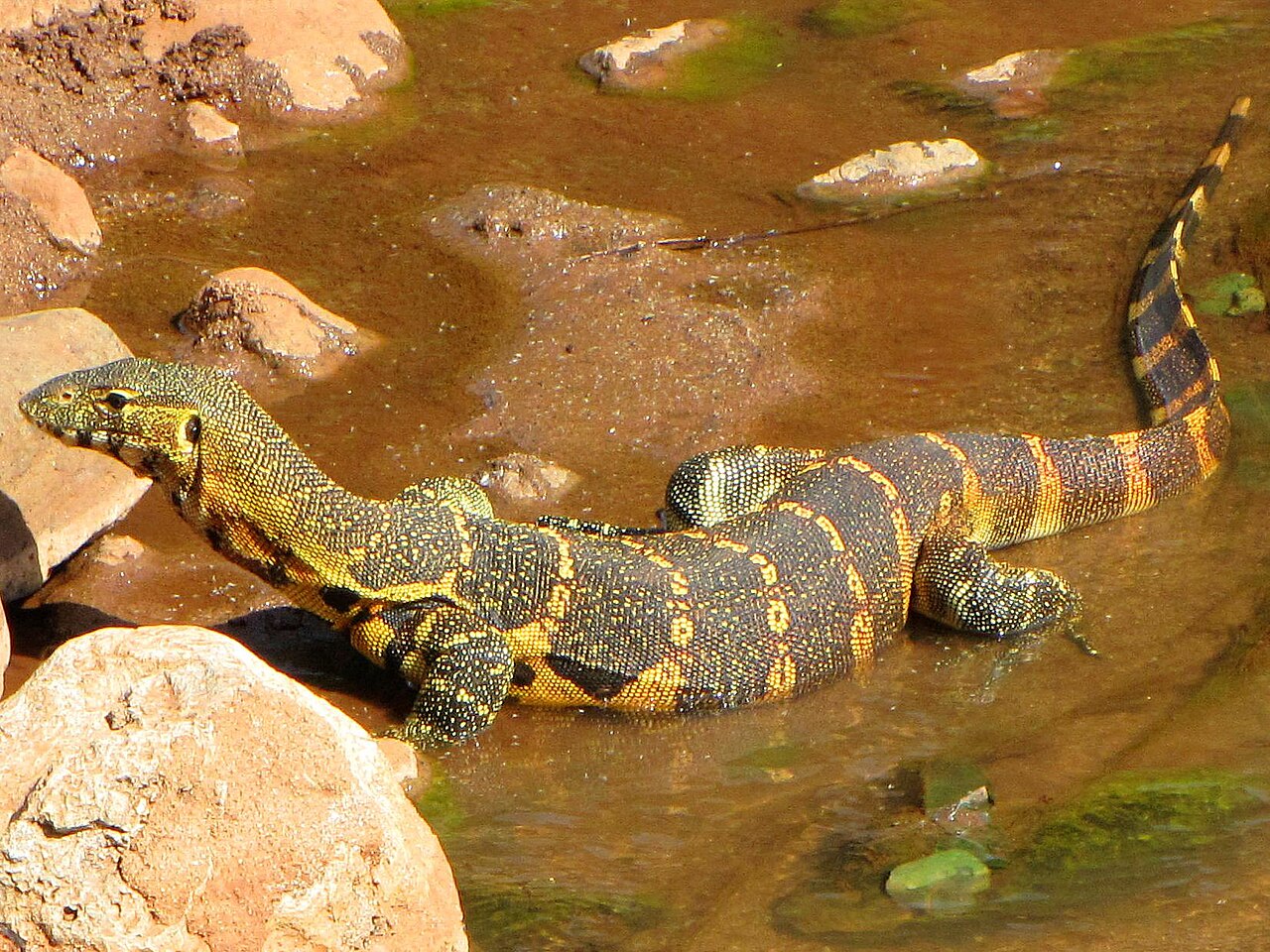 Nilwaran im flachen Wasser, Lake Manyara, Juni 2009