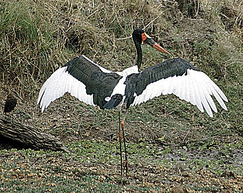 Sattelstorch am Ufer, Mikumi, 2015