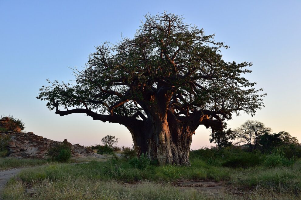 Mächtiger Baobab mit dickem, gefurchtem Stamm und grüner Krone in der Abenddämmerung, links Sandsteinfelsen