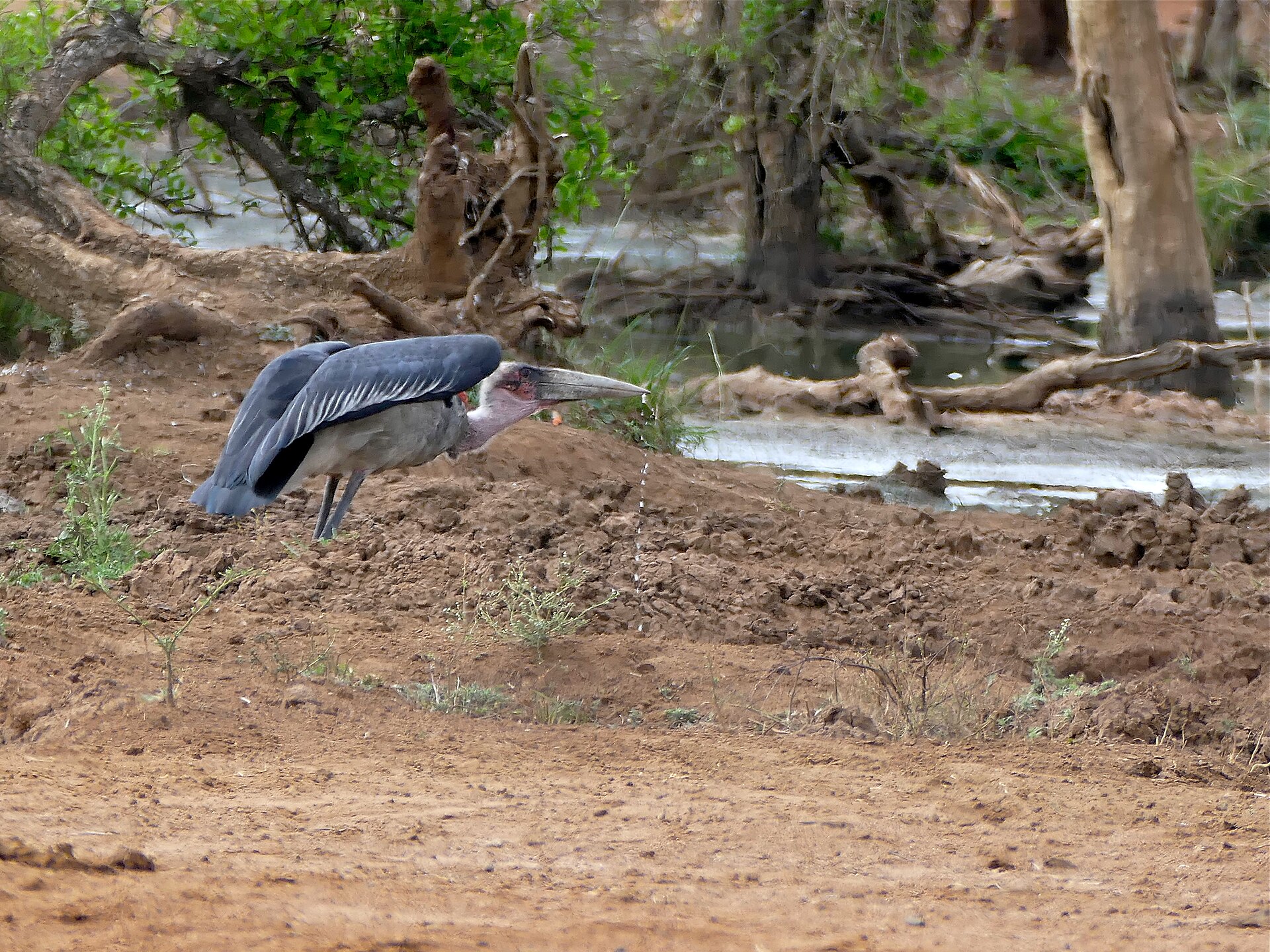 Marabu am Wasserloch von Ndlovu
