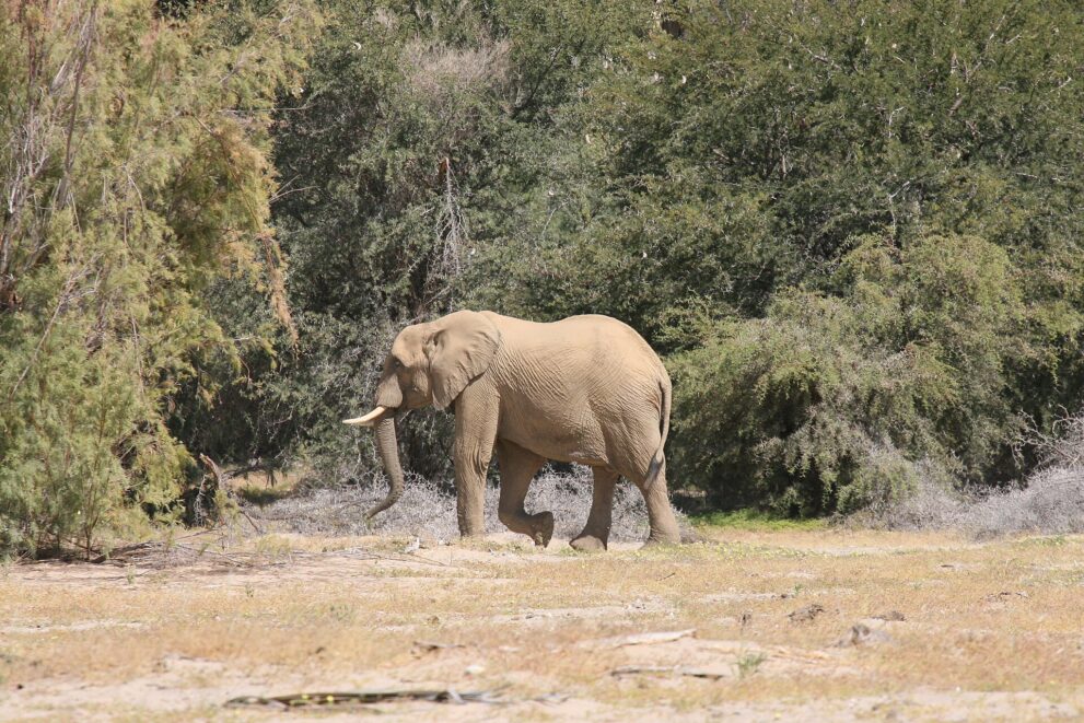 Ein Elefant mit kurzen Stoßzähnen läuft vor dichten grünen Büschen über trockenen Boden