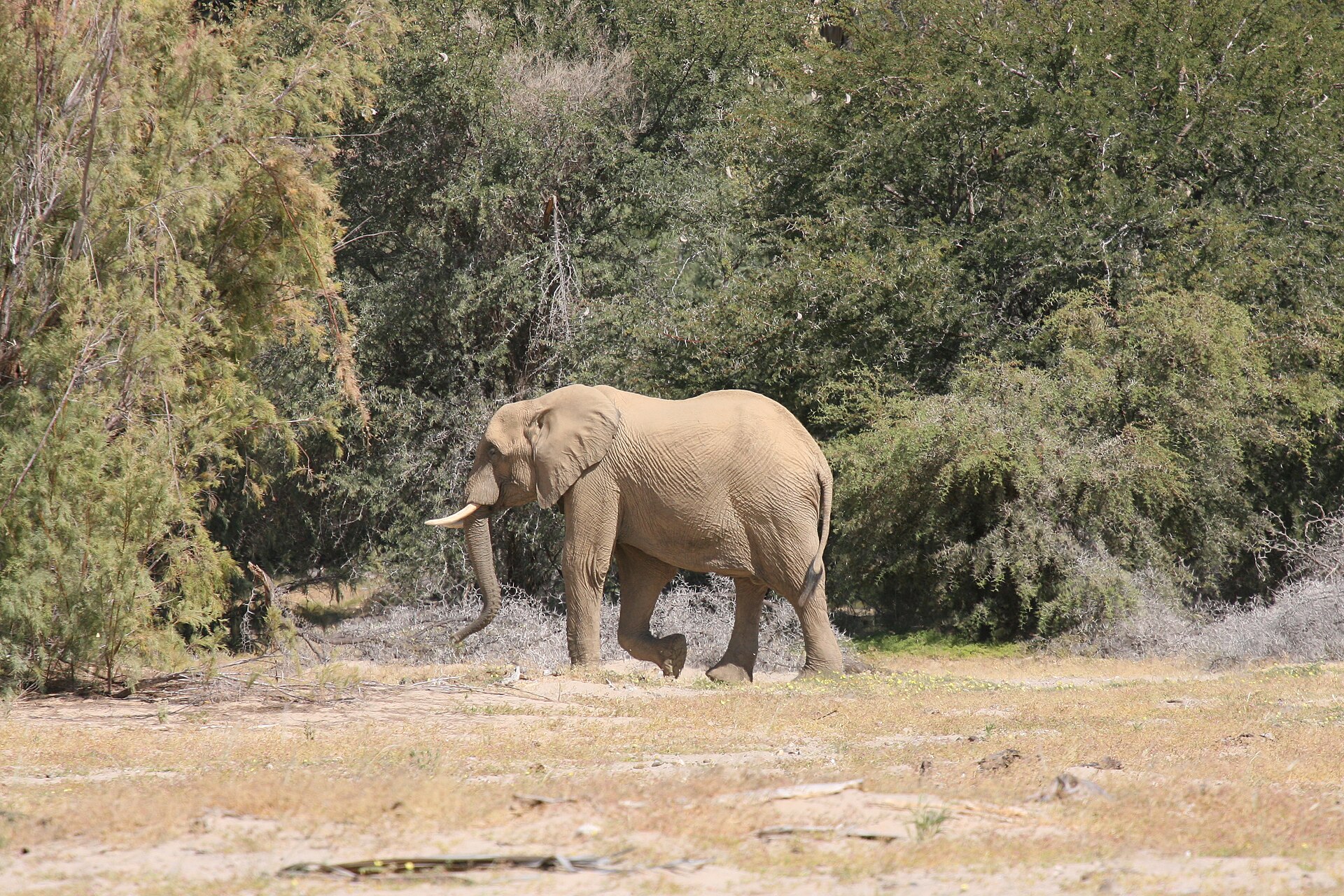 Ein Elefant mit kurzen Stoßzähnen läuft vor dichten grünen Büschen über trockenen Boden