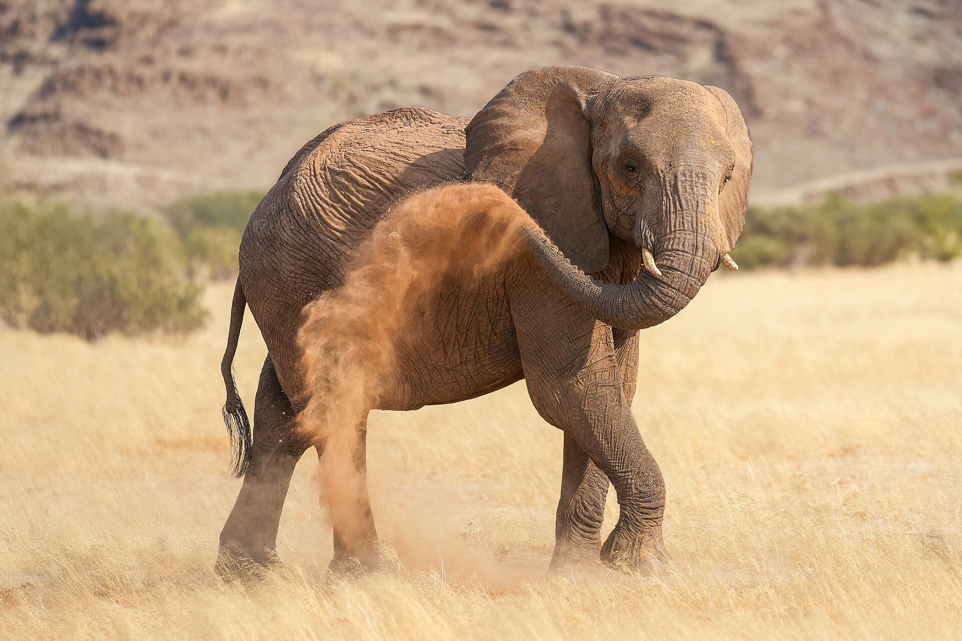 Wüstenelefant beim Sandbad im Damaraland, Namibia