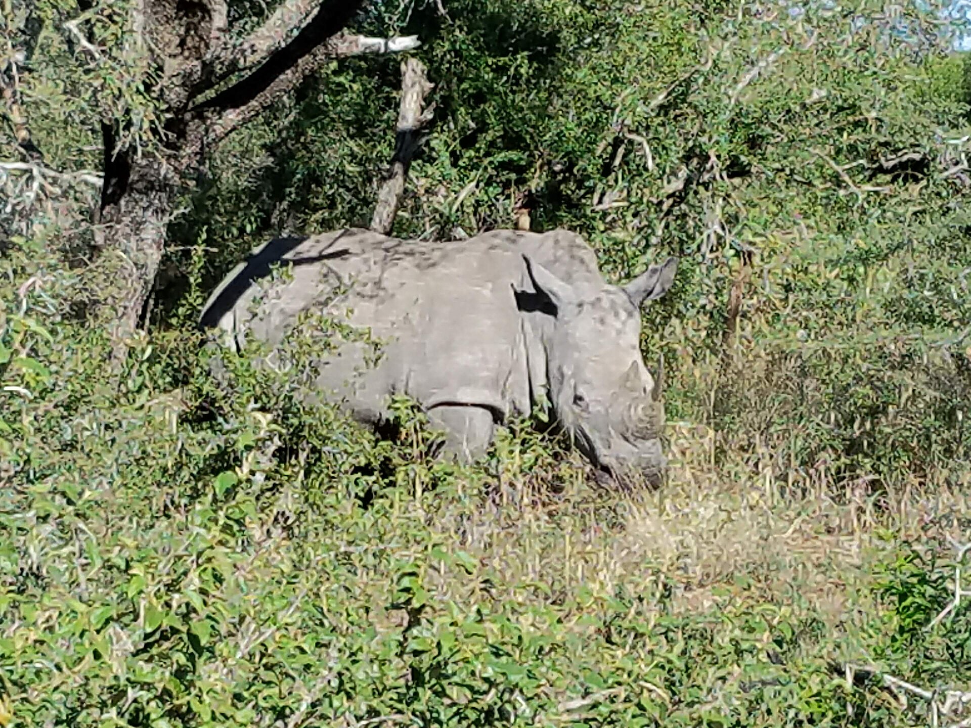 Breitmaulnashorn im Busch des iMfolozi-Teils