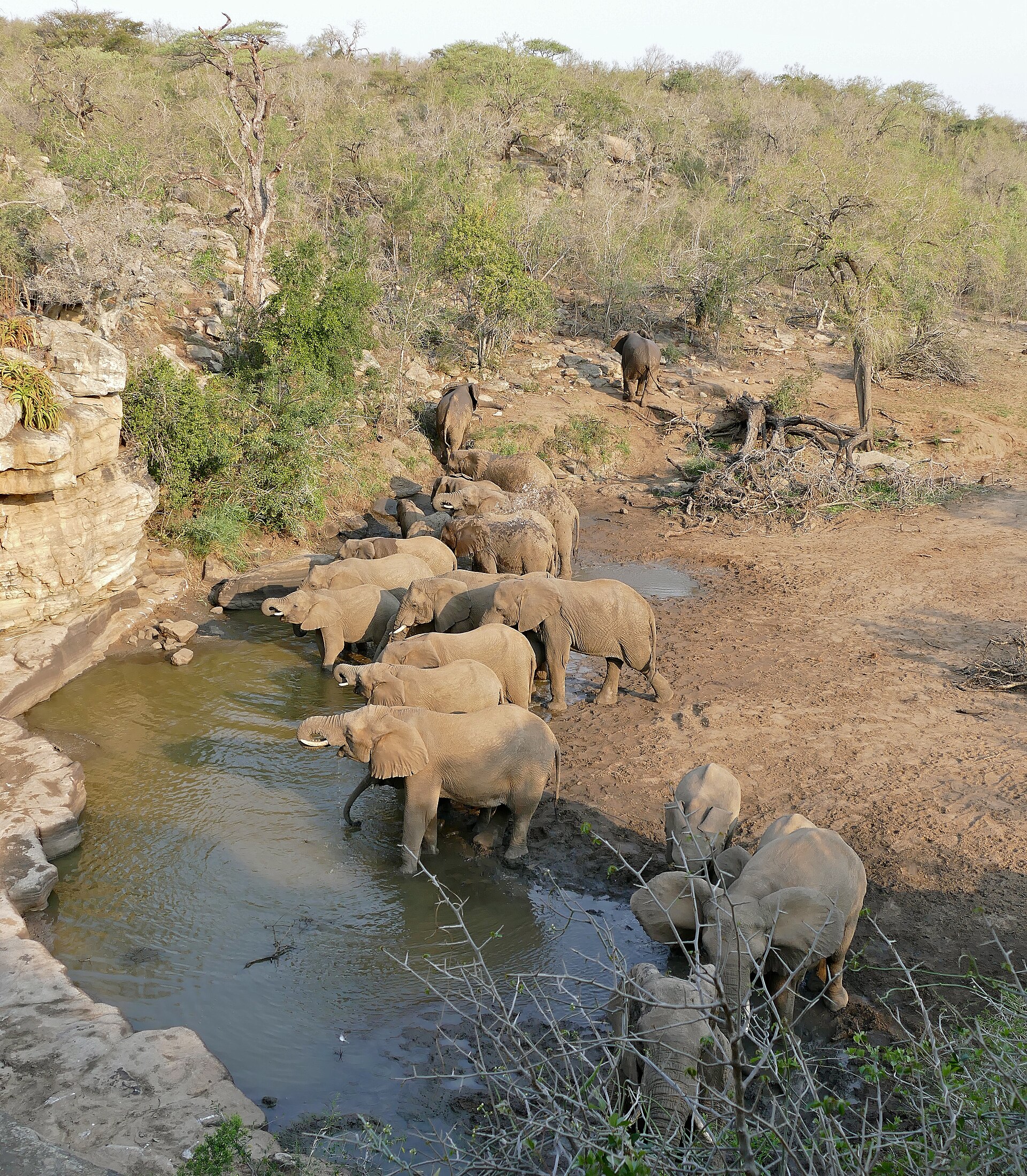 Elefantenherde am Wasserloch Mphafa im iMfolozi-Teil