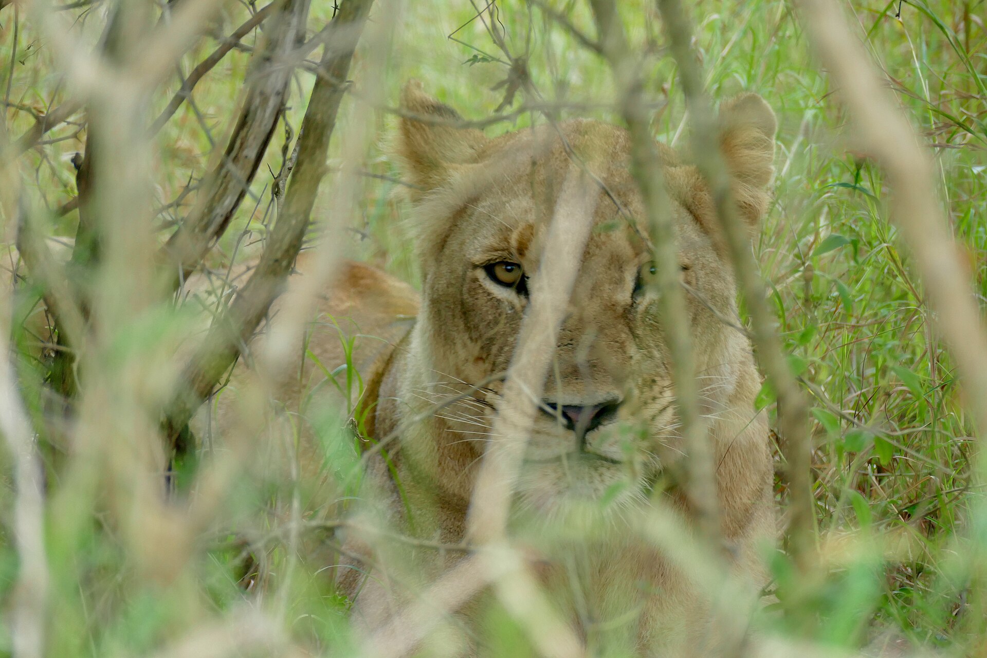 Löwin im Gras, Hluhluwe-iMfolozi-Park
