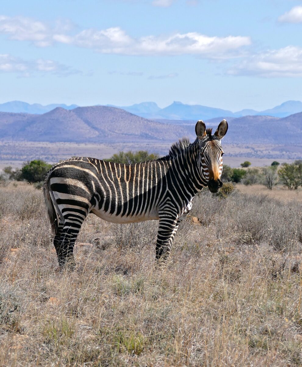Ein Kap-Bergzebra steht im trockenen Gras der Hochebene, dahinter Karoo-Berge unter Schäfchenwolken