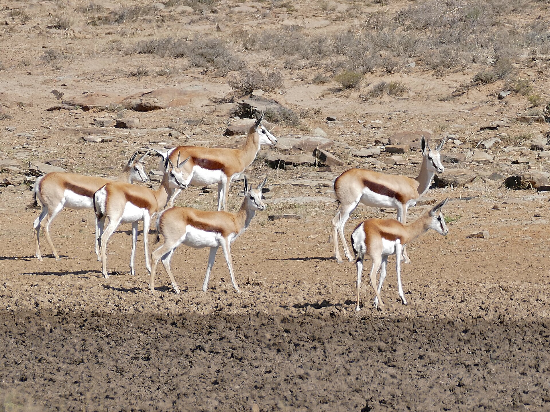 Springbock-Weibchen und Jungtiere an der Link Road