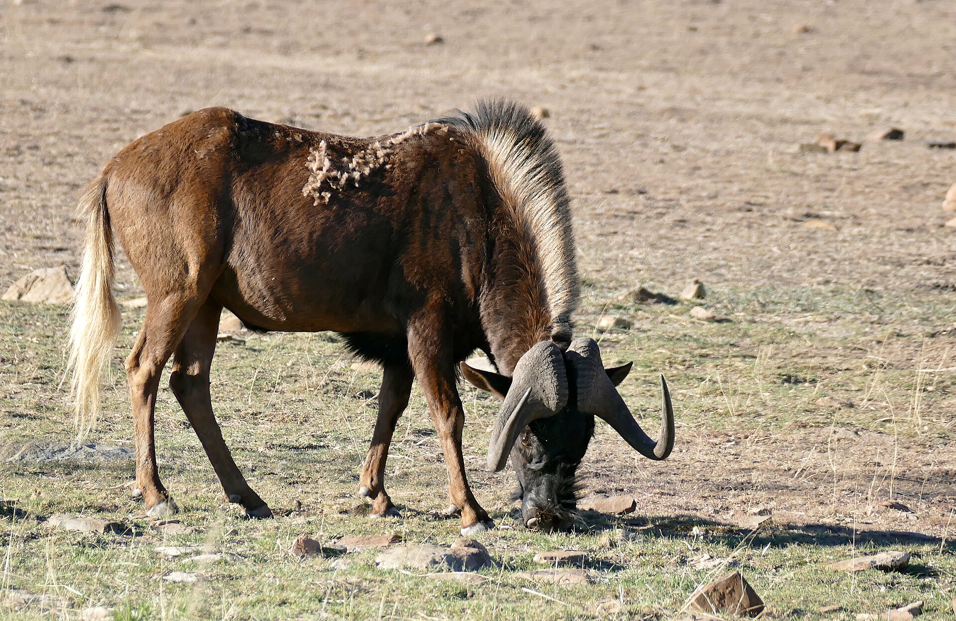 Weißschwanzgnu an der Rooiplaat-Schleife