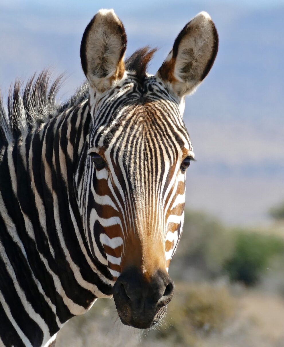 Nahaufnahme eines Kap-Bergzebra-Kopfs mit orangebrauner Schnauze und großen Ohren
