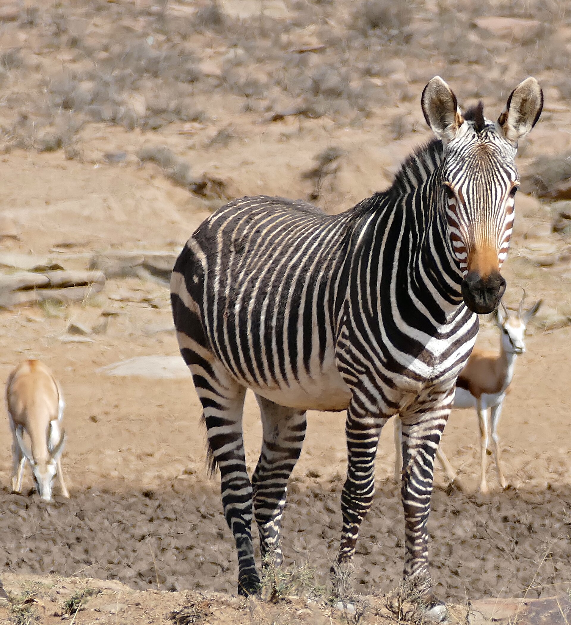 Kap-Bergzebra mit Wamme, dahinter Springböcke, an der Link Road