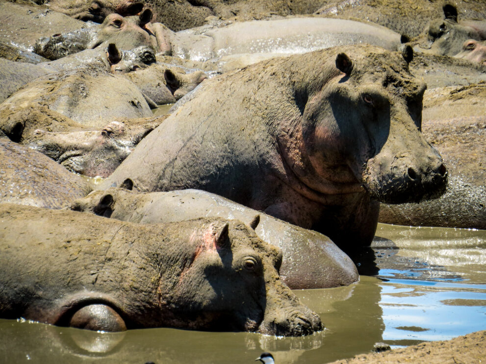 Flusspferde liegen dicht an dicht in einem flachen, schlammigen Becken, ihre Haut ist mit getrocknetem Schlamm überzogen