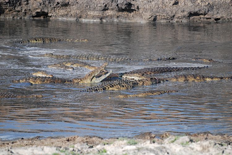 Krokodile beim Fressen im flachen Wasser, Katavi, Oktober 2010