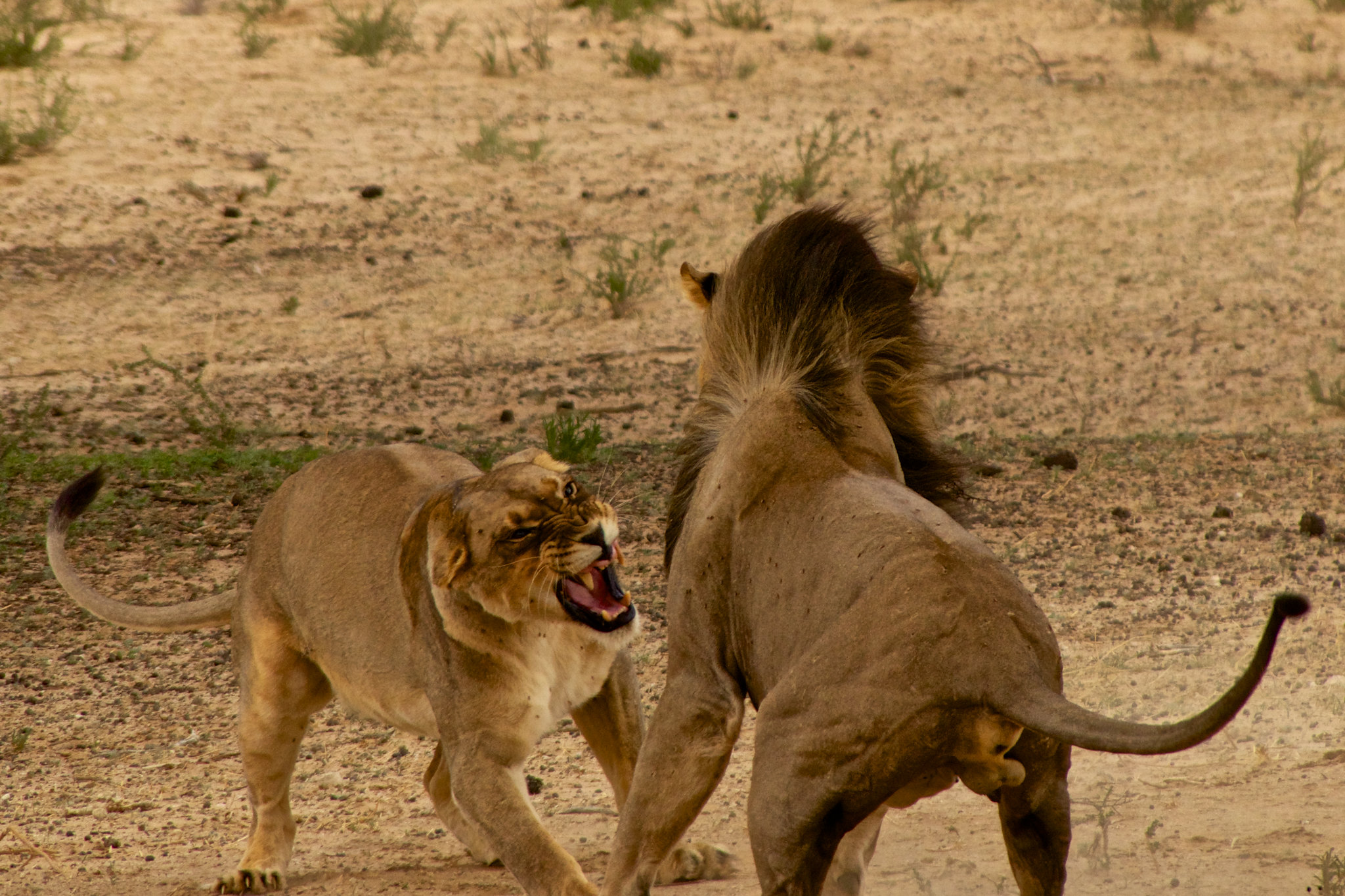 Löwin und Löwe im Kgalagadi-Park, Südafrika, Dezember 2014
