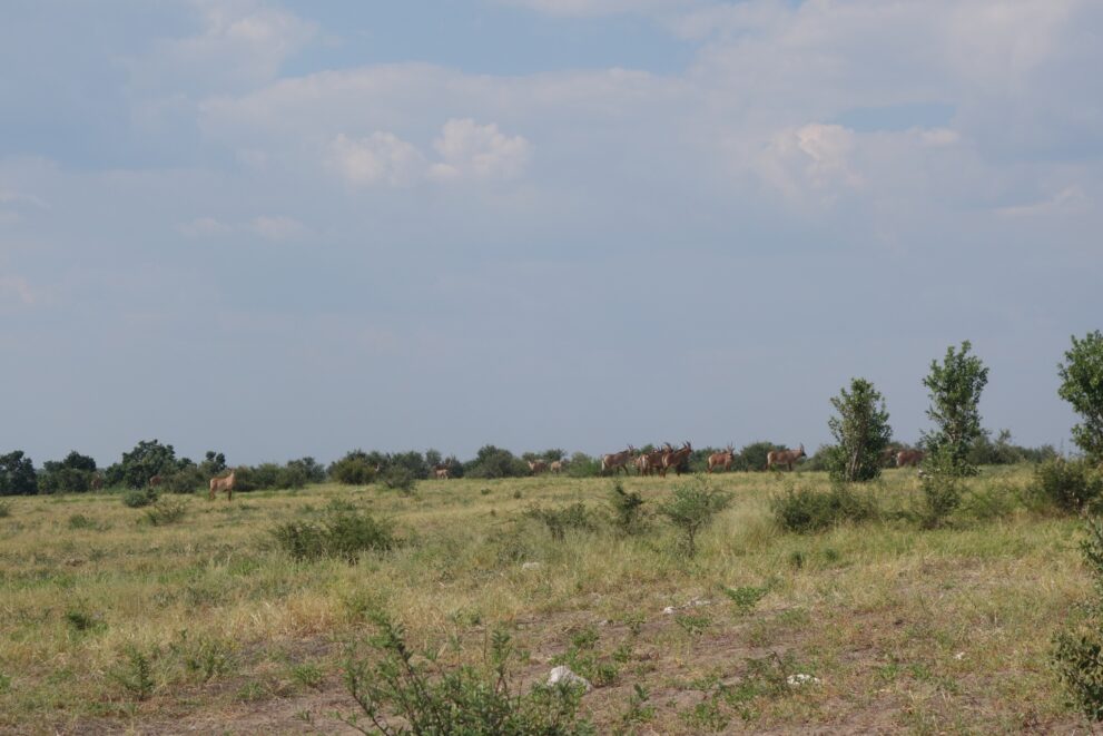Eine Herde Pferdeantilopen steht weit entfernt am Rand einer offenen Grasfläche mit einzelnen Büschen, darüber ein großer bewölkter Himmel