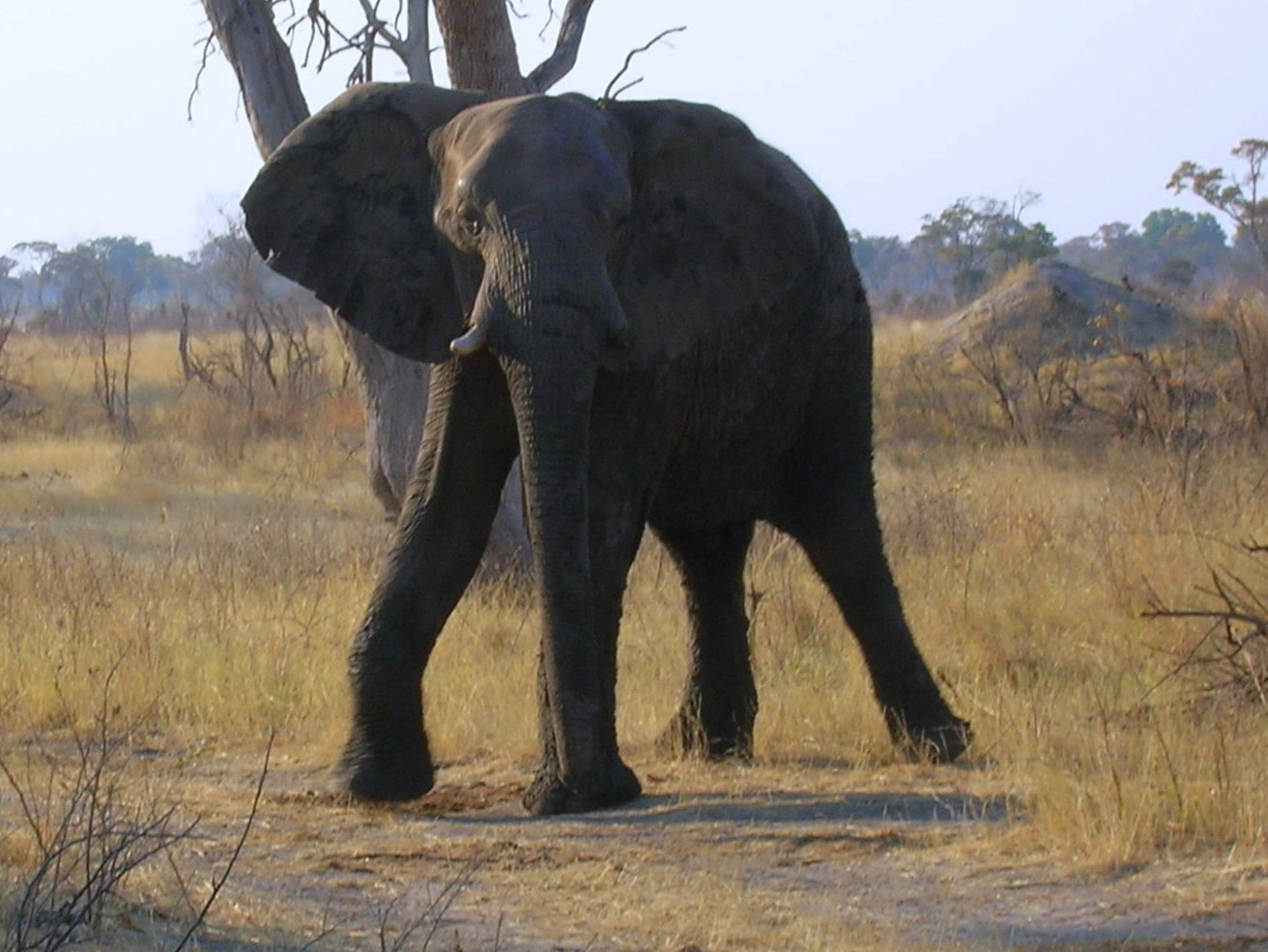 Elefant im trockenen Busch, Kavango-Ost, August 2007