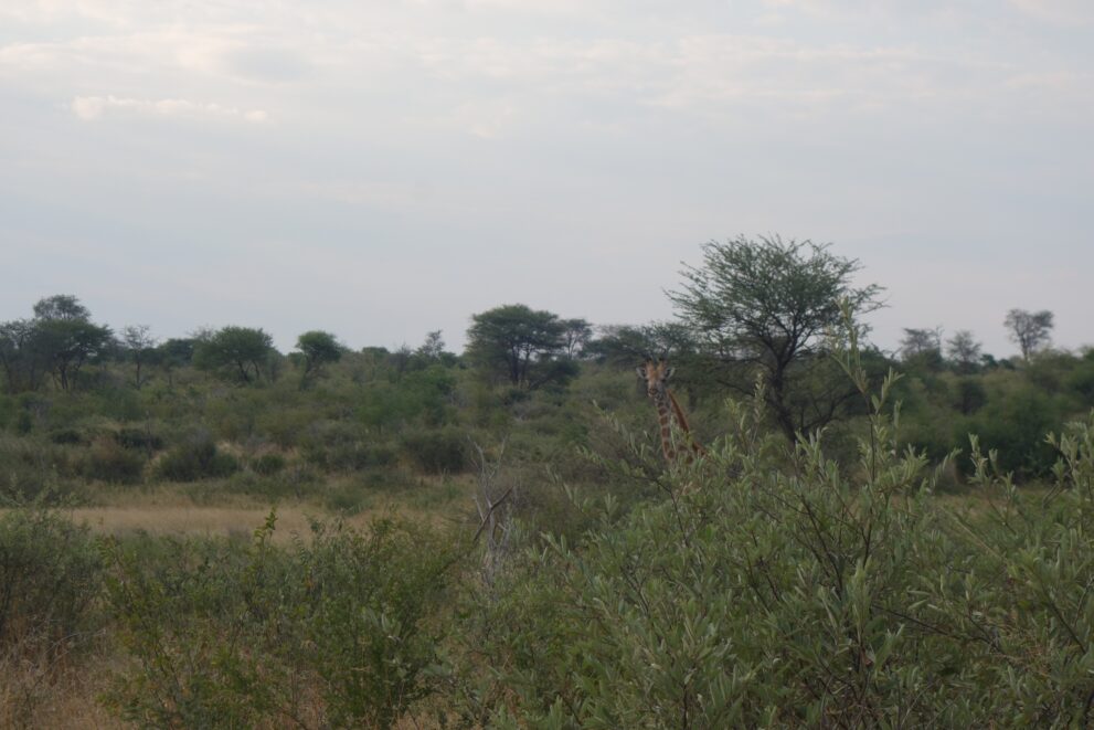 Eine Giraffe schaut mit Kopf und Hals über dichten grünen Busch, dahinter einzelne Bäume unter grauem Himmel