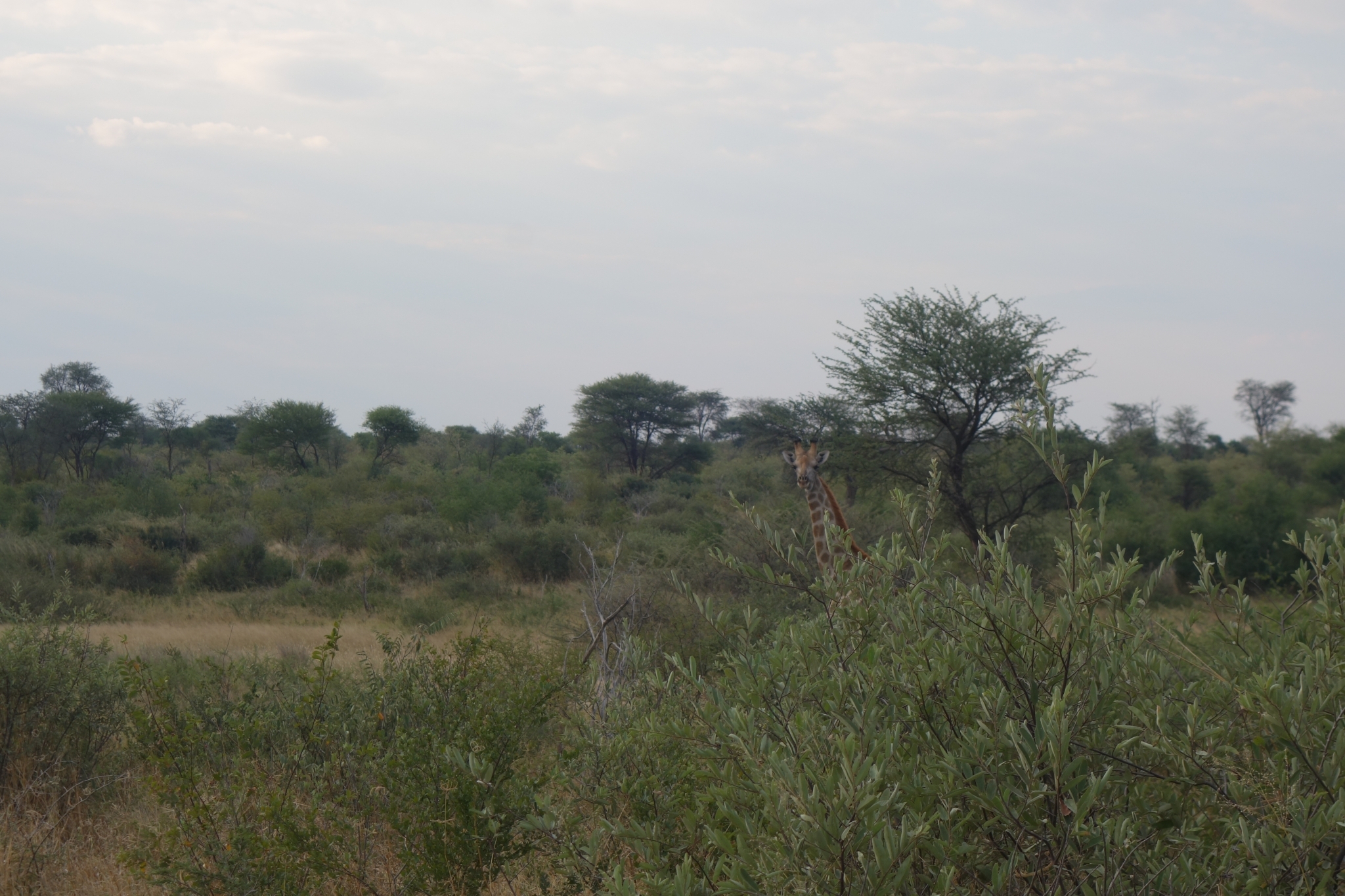 Eine Giraffe schaut mit Kopf und Hals über dichten grünen Busch, dahinter einzelne Bäume unter grauem Himmel