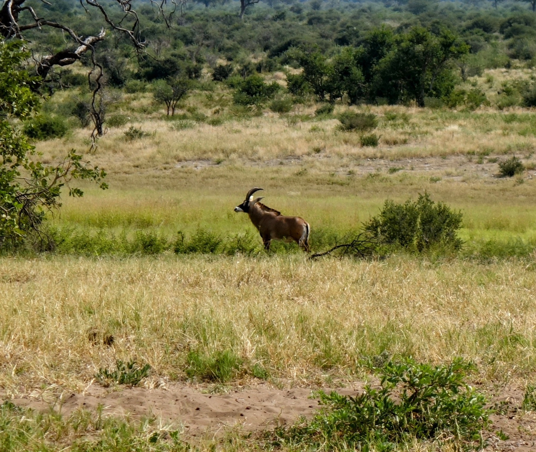 Pferdeantilope im Gras bei Soncana, April 2023